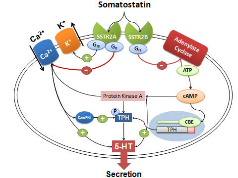 SST secretion